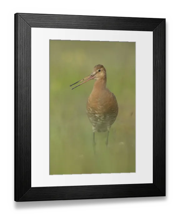 Framed Print : Black-tailed Godwit (Limosa limosa) calling, Iceland Framed Print : Black-tailed Godwit (Limosa limosa) calling, Iceland