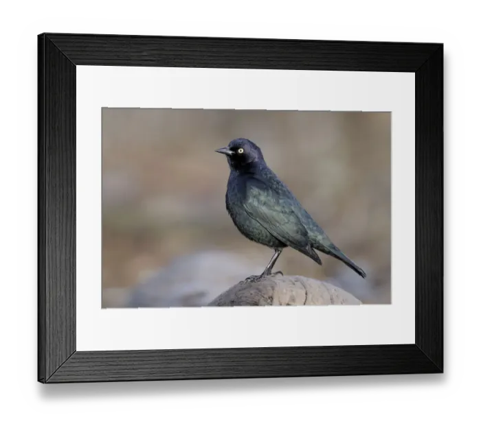 Framed Print : Brewers Blackbird (Euphagus cyanocephalus), British Columbia, Canada Framed Print : Brewers Blackbird (Euphagus cyanocephalus), British Columbia, Canada
