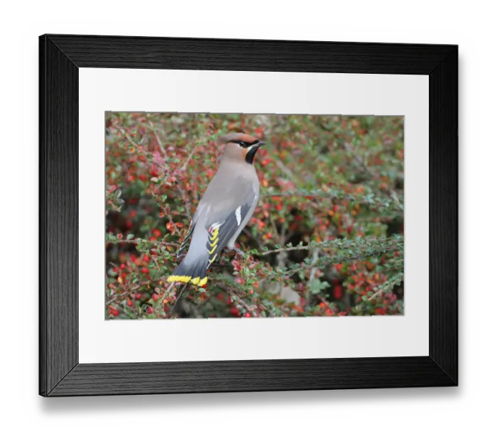 Framed Print : Bohemian Waxwing (Bombycilla garrulus), Texel, The Netherlands Framed Print : Bohemian Waxwing (Bombycilla garrulus), Texel, The Netherlands