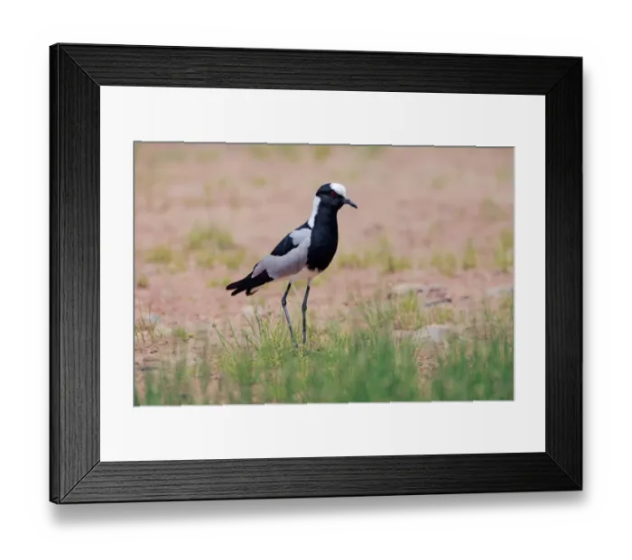 Framed Print : Blacksmith Lapwing (Vanellus armatus), Namibia Framed Print : Blacksmith Lapwing (Vanellus armatus), Namibia