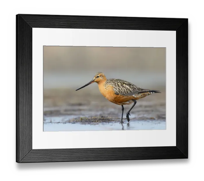 Framed Print : Bar-tailed Godwit (Limosa lapponica) male, Alaska, USA Framed Print : Bar-tailed Godwit (Limosa lapponica) male, Alaska, USA