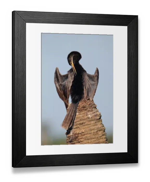 Framed Print : Anhinga (Anhinga anhinga), Florida, USA Framed Print : Anhinga (Anhinga anhinga), Florida, USA