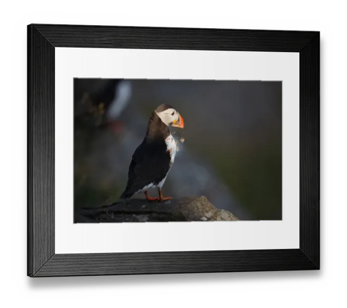 Framed Print : Atlantic Puffin (Fratercula arctica), Norway Framed Print : Atlantic Puffin (Fratercula arctica), Norway