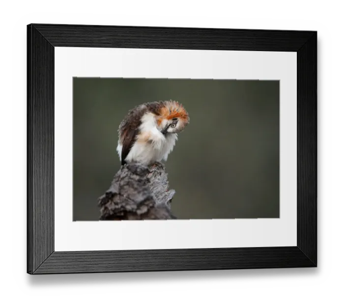 Framed Print : Bare-cheeked Babbler (Turdoides gymnogenys), Namibia Framed Print : Bare-cheeked Babbler (Turdoides gymnogenys), Namibia