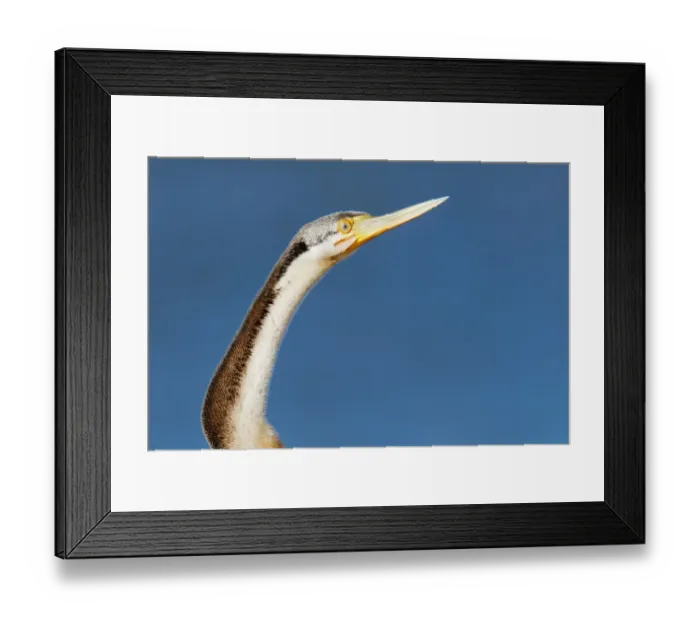 Framed Print : Australasian Darter (Anhinga novaehollandiae), Victoria, Australia Framed Print : Australasian Darter (Anhinga novaehollandiae), Victoria, Australia