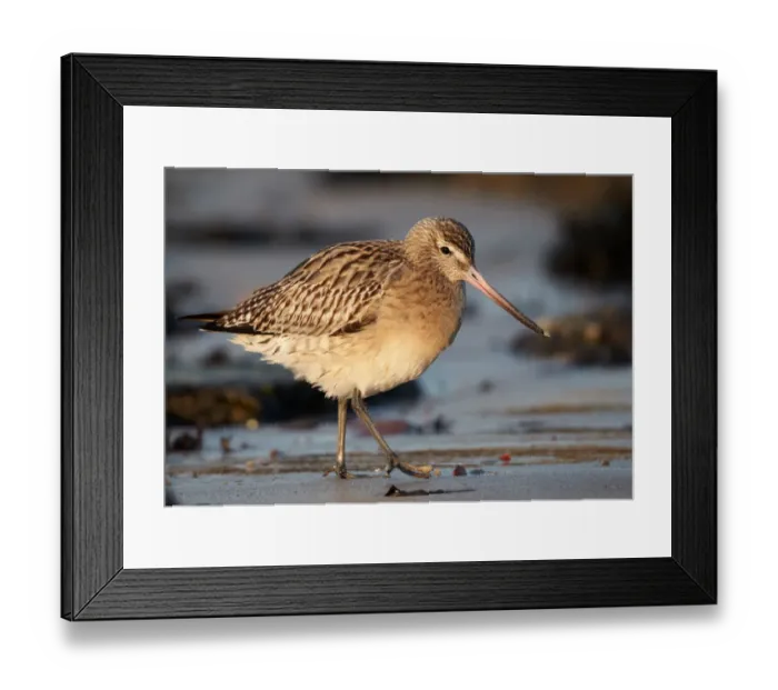 Framed Print : Bar-tailed Godwit (Limosa lapponica) foraging, Schleswig-Holstein, Germany Framed Print : Bar-tailed Godwit (Limosa lapponica) foraging, Schleswig-Holstein, Germany