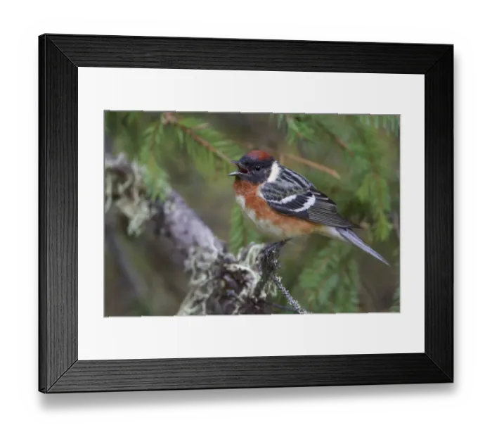 Framed Print : Bay-breasted Warbler (Setophaga castanea) singing, Manitoba, Canada Framed Print : Bay-breasted Warbler (Setophaga castanea) singing, Manitoba, Canada