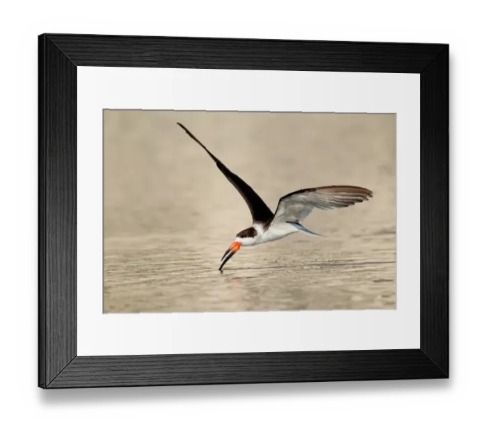 Framed Print : Black Skimmer (Rynchops niger) flying, Florida, USA Framed Print : Black Skimmer (Rynchops niger) flying, Florida, USA