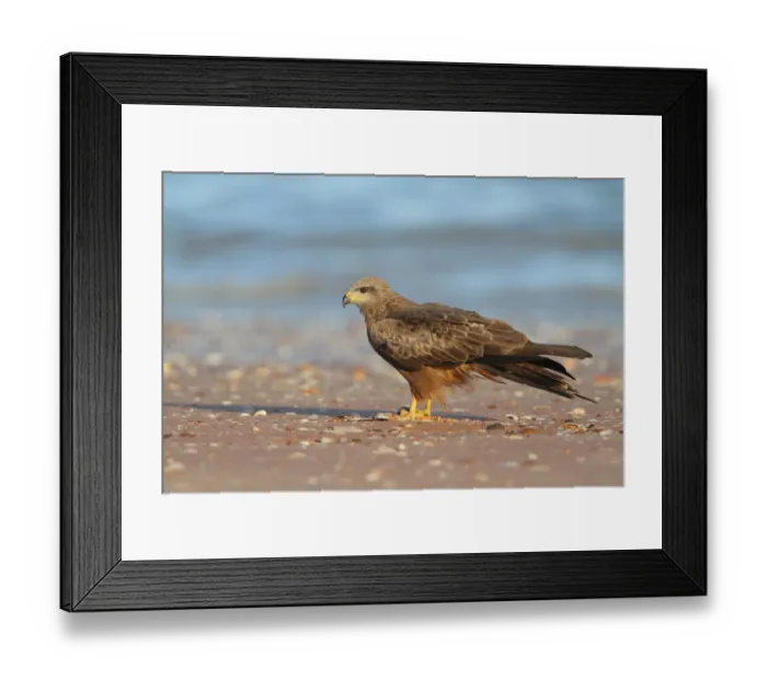 Framed Print : Black Kite (Milvus migrans), Broome, Australia Framed Print : Black Kite (Milvus migrans), Broome, Australia