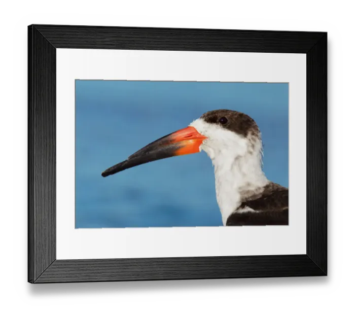 Framed Print : Black Skimmer (Rynchops niger), Florida, USA Framed Print : Black Skimmer (Rynchops niger), Florida, USA