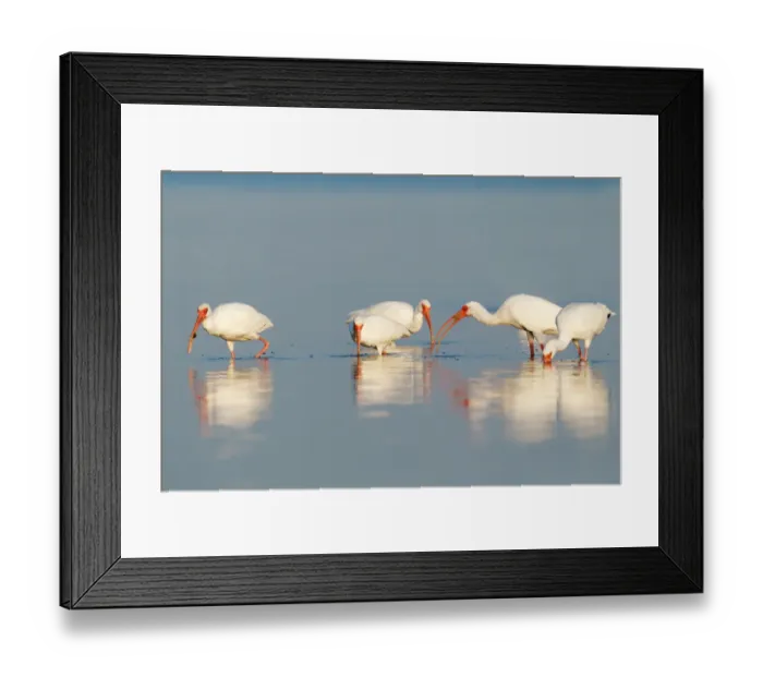 Framed Print : American White Ibis (Eudocimus albus), Florida, USA Framed Print : American White Ibis (Eudocimus albus), Florida, USA