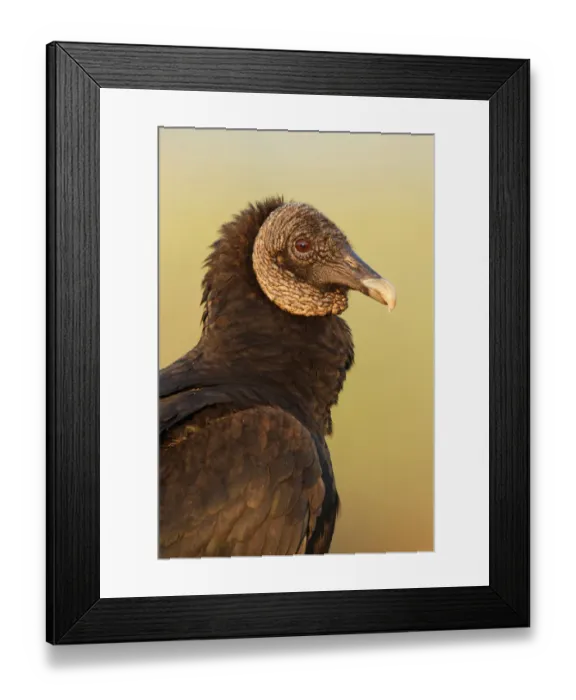 Framed Print : Black Vulture (Coragyps atratus), Florida, USA Framed Print : Black Vulture (Coragyps atratus), Florida, USA