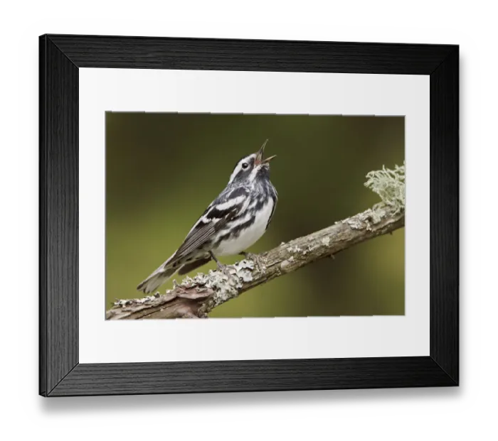 Framed Print : Black-and-white Warbler (Mniotilta varia) singing, Ontario, Canada Framed Print : Black-and-white Warbler (Mniotilta varia) singing, Ontario, Canada