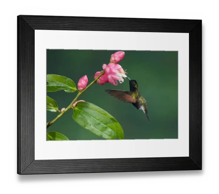Framed Print : Black-bellied Hummingbird (Eupherusa nigriventris), Costa Rica Framed Print : Black-bellied Hummingbird (Eupherusa nigriventris), Costa Rica