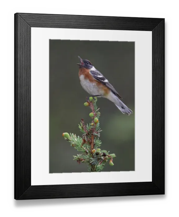 Framed Print : Bay-breasted Warbler (Setophaga castanea) singing, Manitoba, Canada Framed Print : Bay-breasted Warbler (Setophaga castanea) singing, Manitoba, Canada