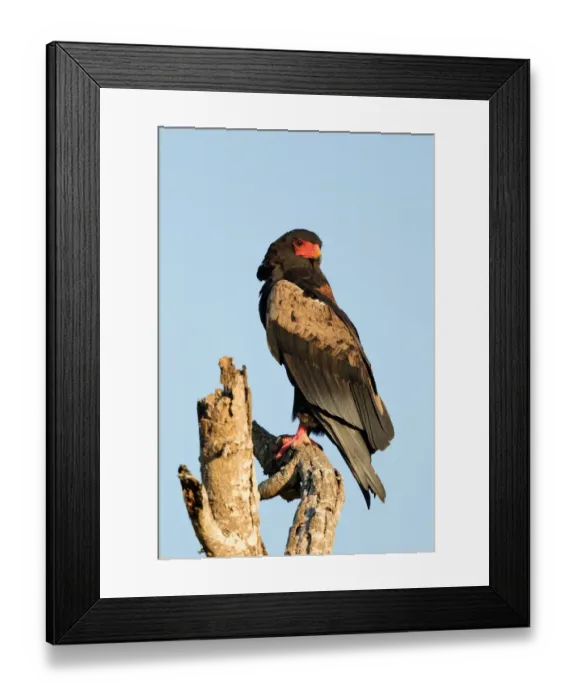 Framed Print : Bateleur (Terathopius ecaudatus) male sitting on a branch, South Africa Framed Print : Bateleur (Terathopius ecaudatus) male sitting on a branch, South Africa