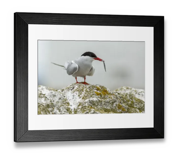 Framed Print : Arctic Tern (Sterna paradisaea) with sandeel in beak, Farne Islands, United Kingdom Framed Print : Arctic Tern (Sterna paradisaea) with sandeel in beak, Farne Islands, United Kingdom