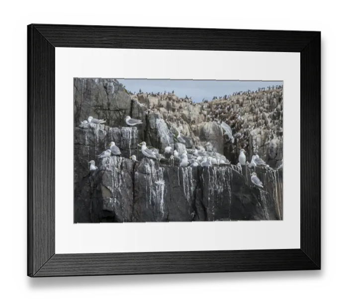 Framed Print : Black-legged Kittiwake (Rissa tridactyla) on a cliff, Farne Islands, United Kingdom Framed Print : Black-legged Kittiwake (Rissa tridactyla) on a cliff, Farne Islands, United Kingdom