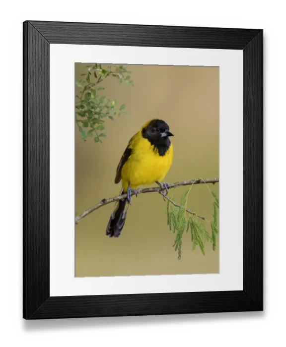 Framed Print : Audubons Oriole (Icterus graduacauda) perched on a branch, Texas, USA Framed Print : Audubons Oriole (Icterus graduacauda) perched on a branch, Texas, USA