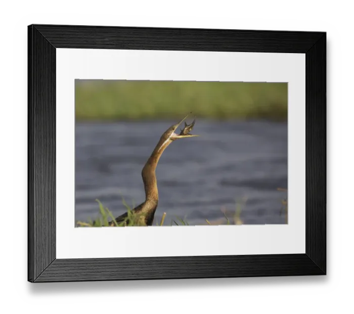 Framed Print : African Darter (Anhinga rufa) with captured fish prey, Chobe, Botswana Framed Print : African Darter (Anhinga rufa) with captured fish prey, Chobe, Botswana