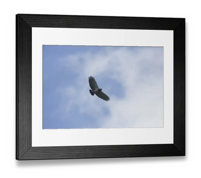 Framed Print : Barred Hawk (Morphnarchus princeps) flying, Napo, Ecuador Framed Print : Barred Hawk (Morphnarchus princeps) flying, Napo, Ecuador