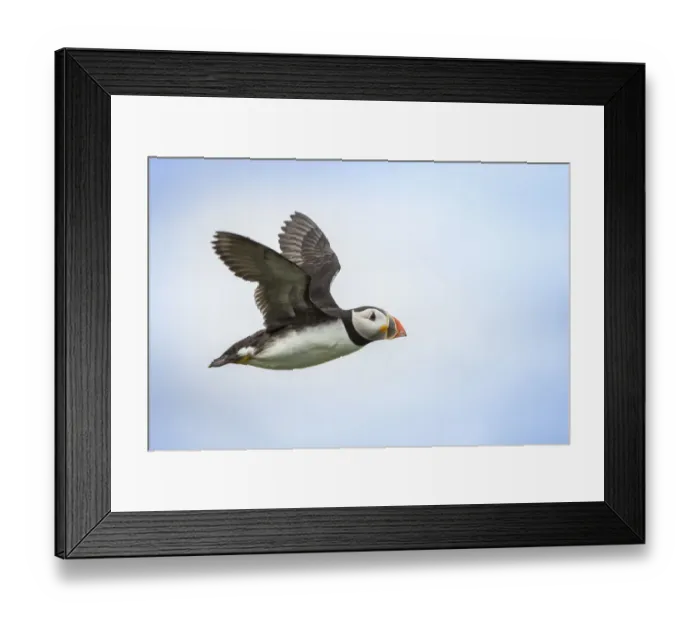 Framed Print : Atlantic Puffin (Fratercula arctica) flying, Farne Islands, United Kingdom Framed Print : Atlantic Puffin (Fratercula arctica) flying, Farne Islands, United Kingdom