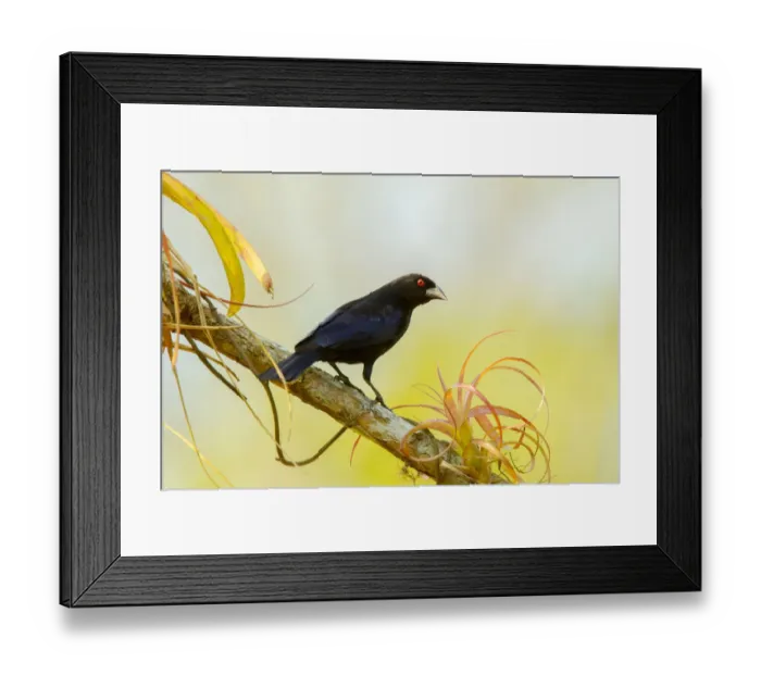 Framed Print : Bronzed Cowbird (Molothrus aeneus) male, Jalisco, Mexico Framed Print : Bronzed Cowbird (Molothrus aeneus) male, Jalisco, Mexico