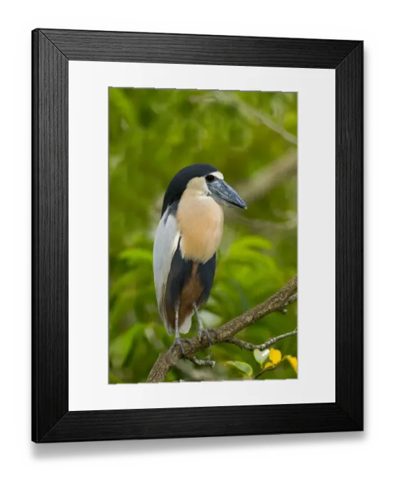 Framed Print : Boat-billed Heron (Cochlearius cochlearius) perched on a branch, Nayarit, Mexico Framed Print : Boat-billed Heron (Cochlearius cochlearius) perched on a branch, Nayarit, Mexico