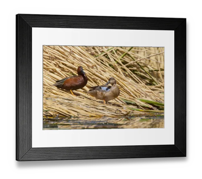 Framed Print : Blue-winged Teal (Spatula discors) pair, Arizona, USA Framed Print : Blue-winged Teal (Spatula discors) pair, Arizona, USA