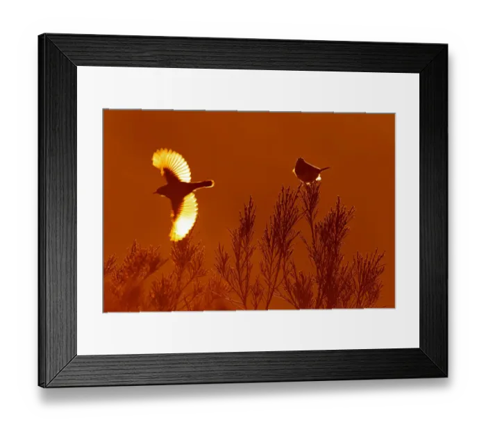 Framed Print : Bluethroat (Luscinia svecica cyanecula) flying, Castile, Spain Framed Print : Bluethroat (Luscinia svecica cyanecula) flying, Castile, Spain