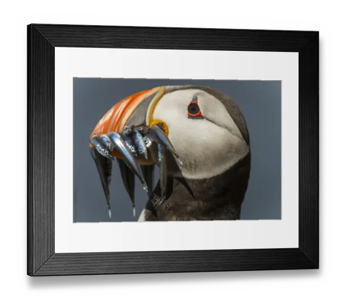 Framed Print : Atlantic Puffin (Fratercula arctica) adult with sandeels in bill, Farne Islands, United Framed Print : Atlantic Puffin (Fratercula arctica) adult with sandeels in bill, Farne Islands, United