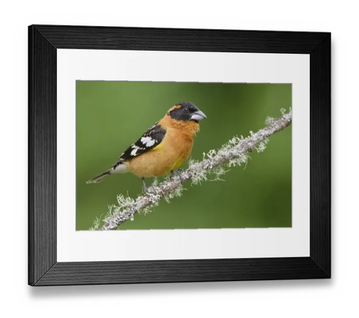 Framed Print : Black-headed Grosbeak (Pheucticus melanocephalus) male, British Columbia, Canada Framed Print : Black-headed Grosbeak (Pheucticus melanocephalus) male, British Columbia, Canada