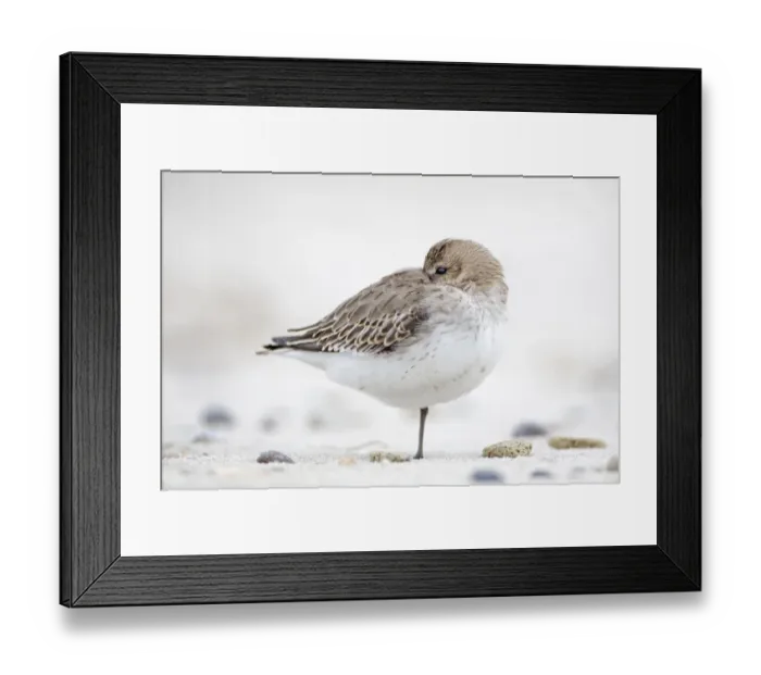 Framed Print : Dunlin (Calidris alpina) resting, Schleswig-Holstein, Germany Framed Print : Dunlin (Calidris alpina) resting, Schleswig-Holstein, Germany