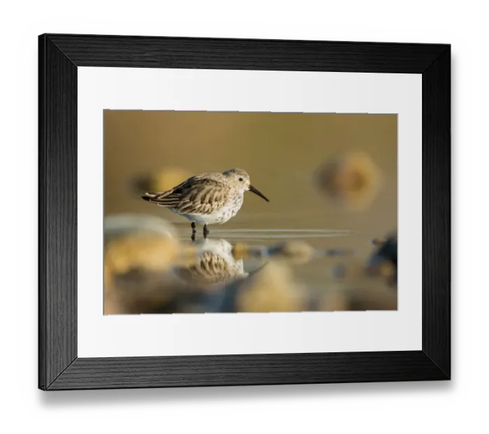 Framed Print : Dunlin (Calidris alpina) foraging, St. Gallen, Switzerland Framed Print : Dunlin (Calidris alpina) foraging, St. Gallen, Switzerland