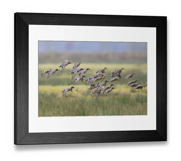 Framed Print : Eurasian Teal (Anas crecca) group landing, North Rhine-Westphalia, Germany Framed Print : Eurasian Teal (Anas crecca) group landing, North Rhine-Westphalia, Germany