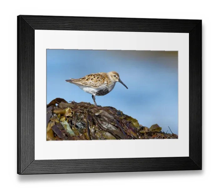 Framed Print : Dunlin (Calidris alpina), Myvatn, Iceland Framed Print : Dunlin (Calidris alpina), Myvatn, Iceland