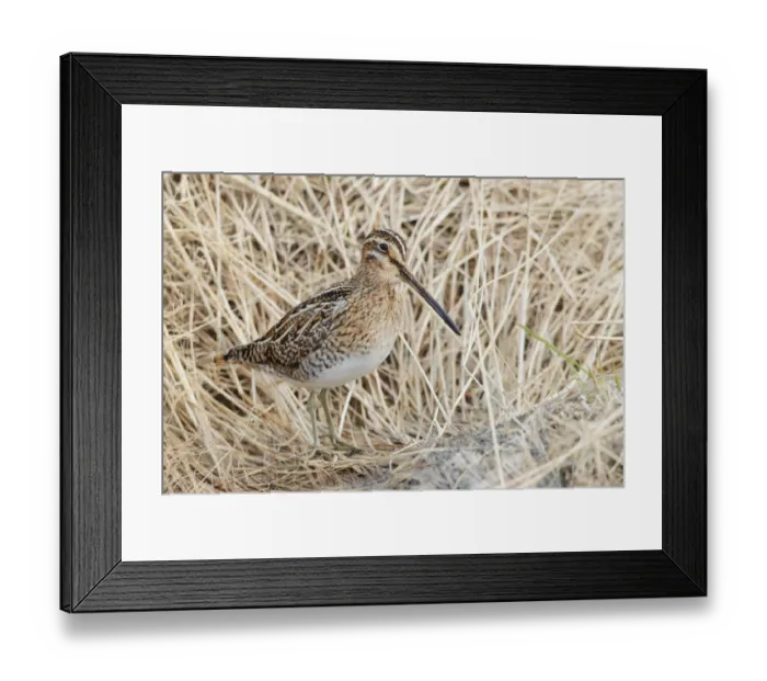 Framed Print : Common Snipe (Gallinago gallinago), Myvatn, Iceland Framed Print : Common Snipe (Gallinago gallinago), Myvatn, Iceland