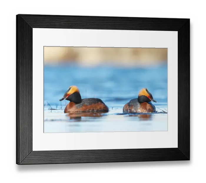 Framed Print : Horned Grebe (Podiceps auritus) pair, Myvatn, Iceland Framed Print : Horned Grebe (Podiceps auritus) pair, Myvatn, Iceland