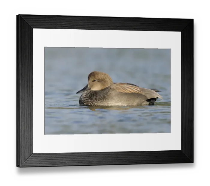 Framed Print : Gadwall (Mareca strepera) male, British Columbia, Canada Framed Print : Gadwall (Mareca strepera) male, British Columbia, Canada