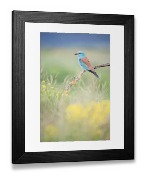 Framed Print : European Roller (Coracias garrulus), Bulgaria