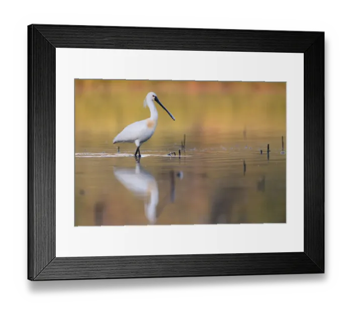 Framed Print : Eurasian Spoonbill (Platalea leucorodia) foraging, Saxony, Germany