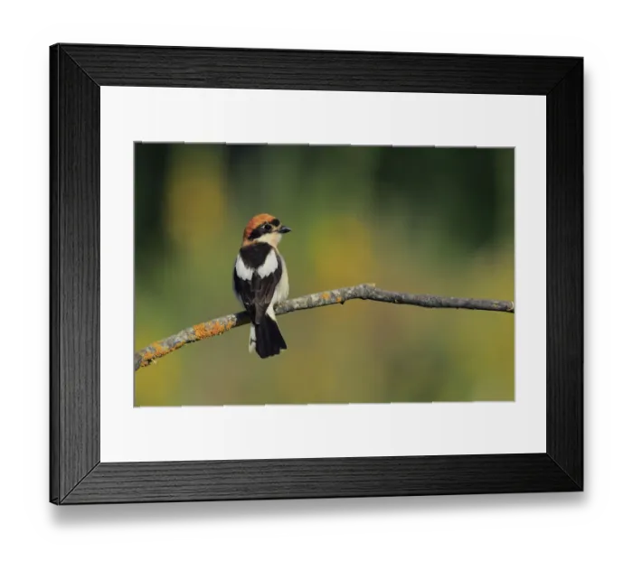 Framed Print : Woodchat Shrike (Lanius senator) male, Andalusia, Spain Framed Print : Woodchat Shrike (Lanius senator) male, Andalusia, Spain