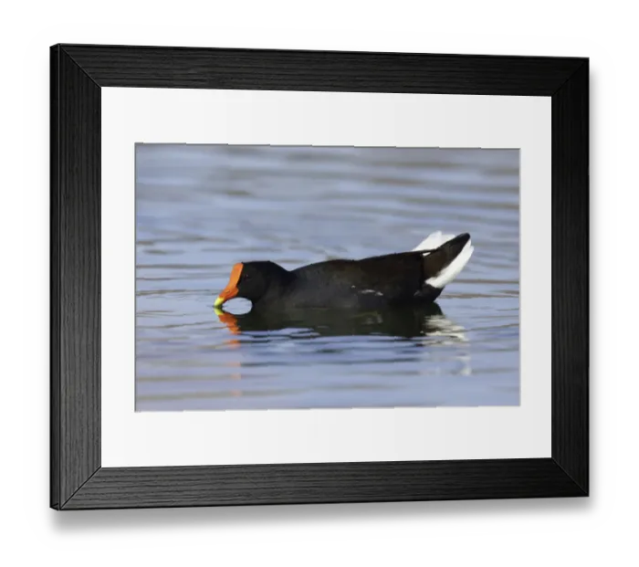 Framed Print : Common Moorhen (Gallinula chloropus) adult in aggressive display, Arizona, USA Framed Print : Common Moorhen (Gallinula chloropus) adult in aggressive display, Arizona, USA