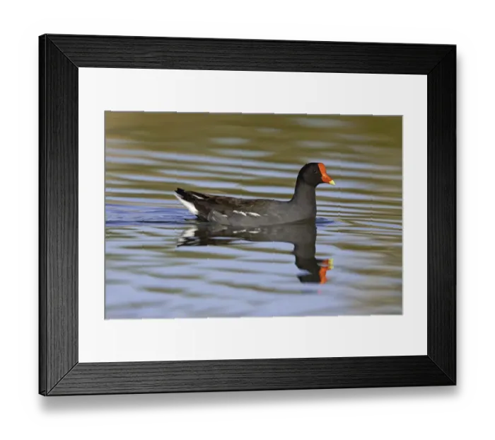 Framed Print : Common Moorhen (Gallinula chloropus), Arizona, USA Framed Print : Common Moorhen (Gallinula chloropus), Arizona, USA