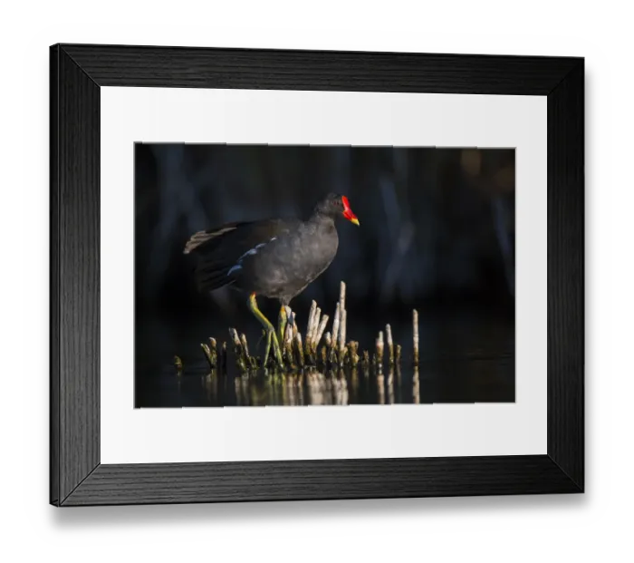 Framed Print : Common Moorhen (Gallinula chloropus), Castile-La Mancha, Spain Framed Print : Common Moorhen (Gallinula chloropus), Castile-La Mancha, Spain