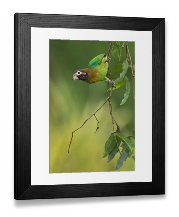 Framed Print : Brown-hooded Parrot (Pyrilia haematotis), Costa Rica Framed Print : Brown-hooded Parrot (Pyrilia haematotis), Costa Rica