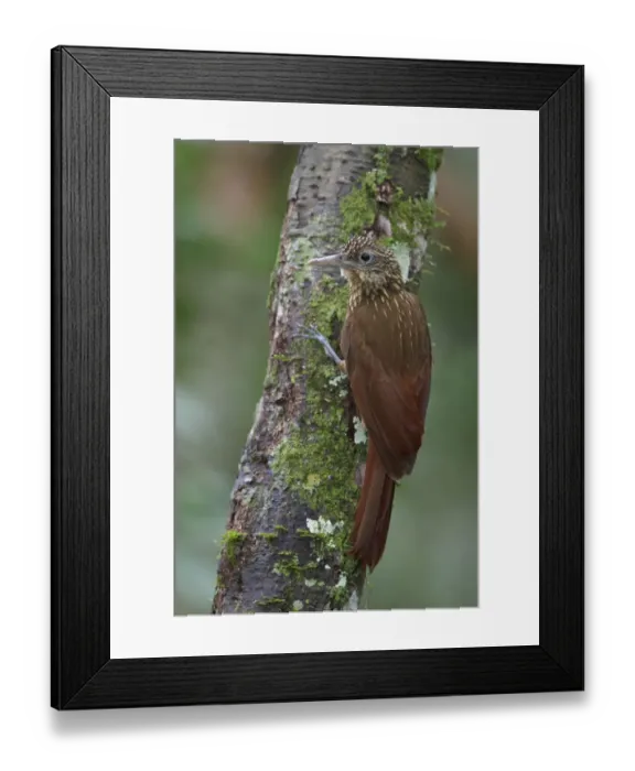 Framed Print : Buff-throated Woodcreeper (Xiphorhynchus guttatus), Manu National Park, Peru Framed Print : Buff-throated Woodcreeper (Xiphorhynchus guttatus), Manu National Park, Peru