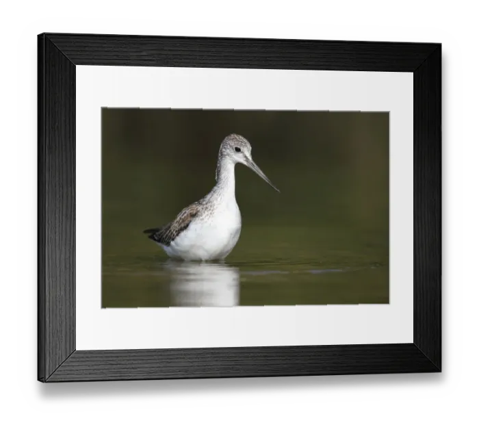 Framed Print : Common Greenshank (Tringa nebularia), St. Gallen, Switzerland Framed Print : Common Greenshank (Tringa nebularia), St. Gallen, Switzerland
