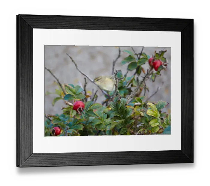 Framed Print : Common Chiffchaff (Phylloscopus collybita), Schleswig-Holstein, Germany Framed Print : Common Chiffchaff (Phylloscopus collybita), Schleswig-Holstein, Germany