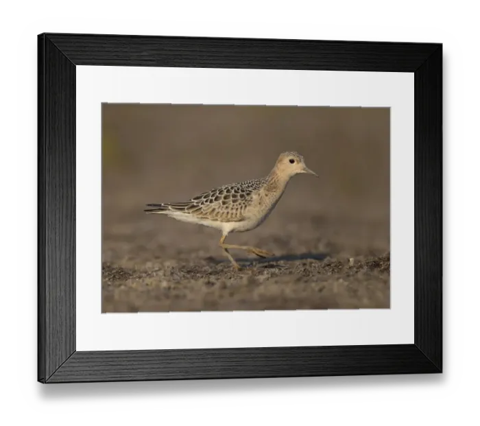 Framed Print : Buff-breasted Sandpiper (Calidris subruficollis), Ohio, USA Framed Print : Buff-breasted Sandpiper (Calidris subruficollis), Ohio, USA